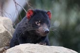 Tasmanian Devil cub